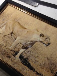 Stalking Lioness on canvas in a double frame